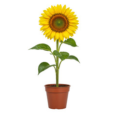 Obraz premium Sunflower Plant in Brown Pot with Green Leaves Isolated on Transparent Background High Quality Isolated Photo