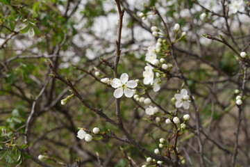 White blossoms and buds against a blurred background