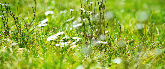 Sunny bright green meadow with white daisy flowers. Horizontal nature background with short depth of field for the spring season, gardens, and environment.