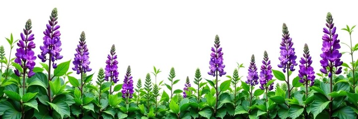 Obraz premium Purple flowers and lush green leaves of lucerne (Medicago) create a vibrant and eye-catching display on a white background, season, flora