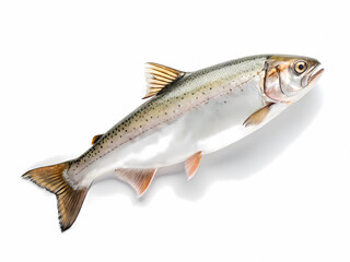Fototapeta premium this fish appears to be a Rainbow Trout (Oncorhynchus mykiss)