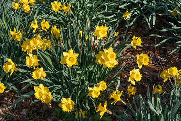yellow spring flowers