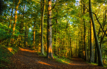 Fototapety na wymiar - Fototapeta24.pl