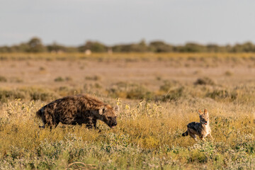 iena in wild savanna . Botswana, Africa