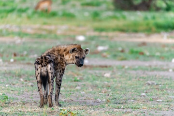 iena in wild savanna . Botswana, Africa