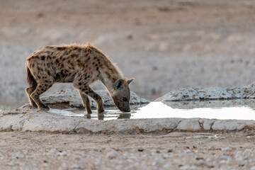 iena in wild savanna . Botswana, Africa