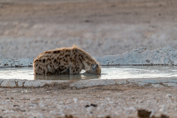 iena in wild savanna . Botswana, Africa