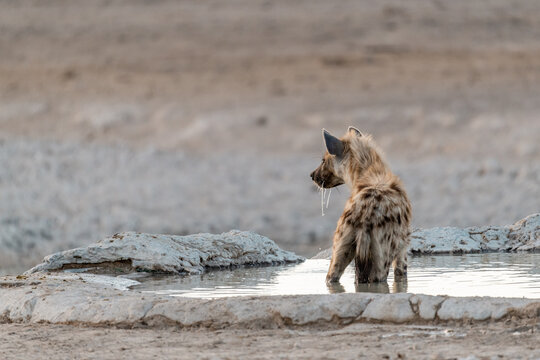 iena in wild savanna . Botswana, Africa