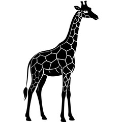Naklejka premium Giraffe standing tall silhouette