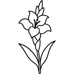 Gladiolus flower vector illustration line art 