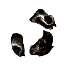 Three black ink fragments with cloudy texture on transparent background. Abstract floating forms for graphic overlays or design elements