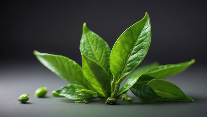 Fototapeta premium Isolated Green Tea Leaf on a Clean Background Representing Freshness and Health
