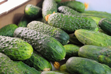 Pile Of Freshly Picked Green Cucumbers With Bumpy Skin Texture. Close-Up Background Of Healthy Organic Vegetables After Harvest. Food Concept.