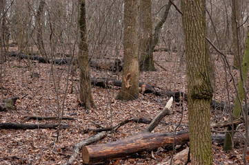 Obraz premium two red squirrels playing in the fall forest.