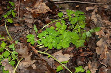 fresh green leaves of celandine, sprinkled with raindrops, among old autumn leaves