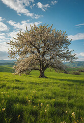 Naklejka premium lonely tree in the field