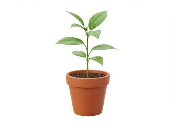 Obraz premium A small green plant with leaves growing in a terracotta pot isolated on white background