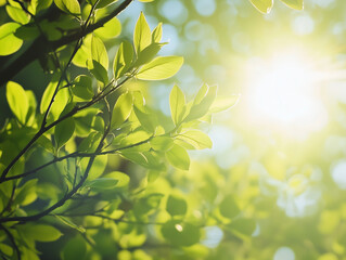 Obraz premium Sunlight shining through green leaves on a tree branch