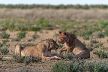 Majestic African lion family together on the savannah in wild savannah, animal of Africa
