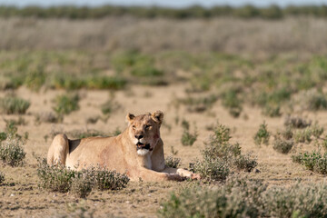 Majestic African lion family together on the savannah in wild savannah, animal of Africa
