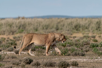 Majestic African lion family together on the savannah in wild savannah, animal of Africa
