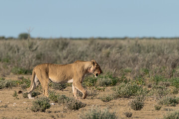 Majestic African lion family together on the savannah in wild savannah, animal of Africa
