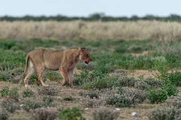 Majestic African lion family together on the savannah in wild savannah, animal of Africa
