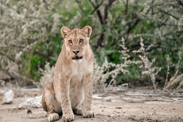 Majestic African lion family together on the savannah in wild savannah, animal of Africa
