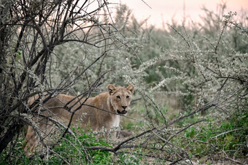 Majestic African lion family together on the savannah in wild savannah, animal of Africa
