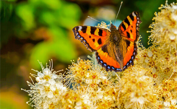 butterfly on flower - Powered by Adobe