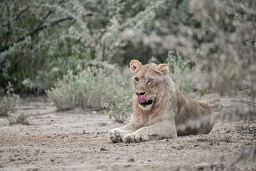 Majestic African lion family together on the savannah in wild savannah, animal of Africa
