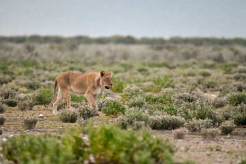 Majestic African lion family together on the savannah in wild savannah, animal of Africa
