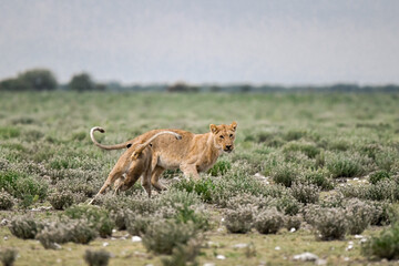 Majestic African lion family together on the savannah in wild savannah, animal of Africa
