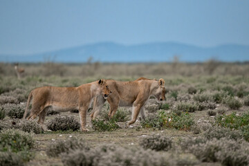 Majestic African lion family together on the savannah in wild savannah, animal of Africa
