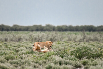 Majestic African lion family together on the savannah in wild savannah, animal of Africa
