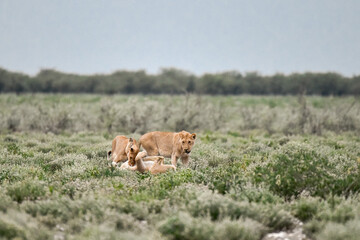 Majestic African lion family together on the savannah in wild savannah, animal of Africa
