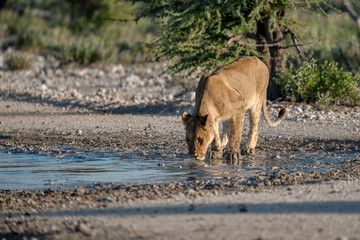 Majestic African lion family together on the savannah in wild savannah, animal of Africa
