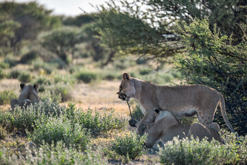 Majestic African lion family together on the savannah in wild savannah, animal of Africa
