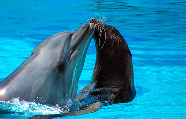 dolphin and sea lion in the water