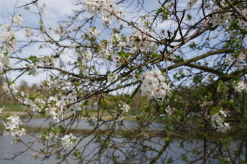 Obraz premium White blackthorn blossoms on branches against a background of a lake and distant trees