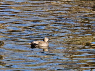 Schnatterente (Mareca strepera) Männchen in Österreich