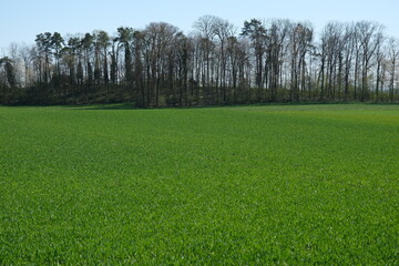 Obraz premium Grüne junge Weizen auf einem Feld im Frühling, Weizen Wachstum auf dem Acker in der Schweiz im Monat April, noch kahle Bäume im Hintergrund