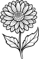 calendula line art vector on  transparent background
