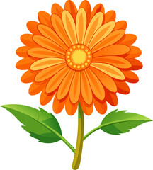 calendula vector on  transparent background