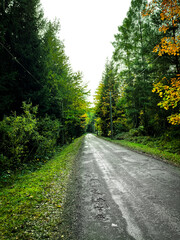 A dirt road leads through a forest. Tall pine trees line the road. The forest floor is covered in dry leaves and branches. The road appears to be a path used for logging. The sky is overcast and grey.