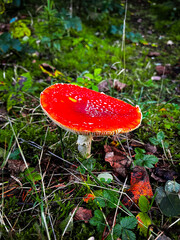 Close up of fly agaric or fly amanita (Amanita muscaria), a mushroom with red cap, white spots, white stem and white veil with focus on the rim of the cap