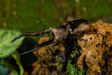 Stag beetle. Cyclommatus metallifer is a species of stag beetle in the family Lucanidae.