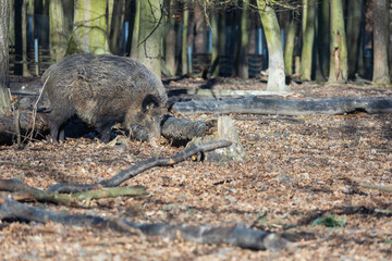 Wild boar - Sus scrofa - in the forest and by the in its natural habitat. Photo of wild nature