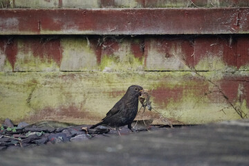 blackbird female collecting nesting materials