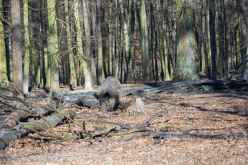 Wild boar - Sus scrofa - in the forest and by the in its natural habitat. Photo of wild nature